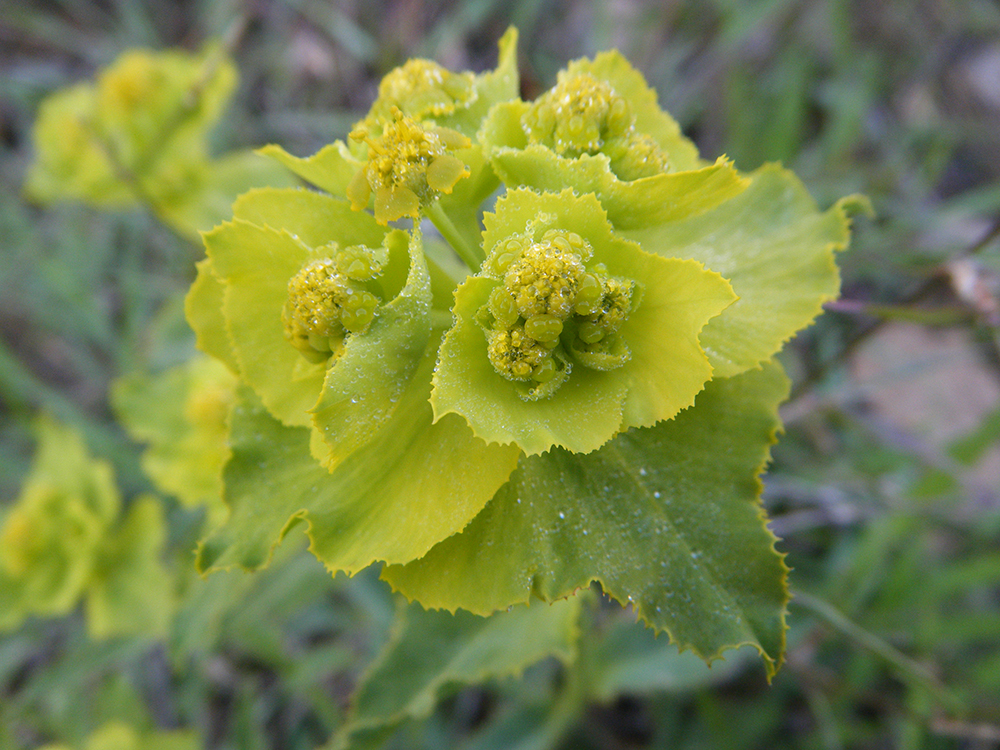 Euforvia serrata(lechetrezna serrada)